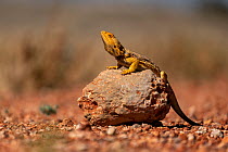 Central bearded dragon (Pogona vitticeps) on rock by side of road., Coober Pedy, South Australia, Australia.