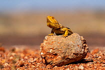 Central bearded dragon (Pogona vitticeps) on rock by side of road, ?Coober Pedy, South Australia, Australia.