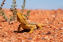 Central bearded dragon (Pogona vitticeps) on ground by side of road, ?Coober Pedy, South Australia, Australia.