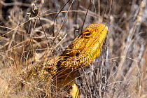 Central bearded dragon (Pogona vitticeps) on ground by side of road, ??Coober Pedy, South Australia, Australia. Cropped