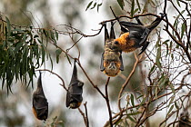 Grey-headed flying-fox bat (Pteropus poliocephalus), male licking female's genitals, Yarra Bend Park, Victoria, Australia.