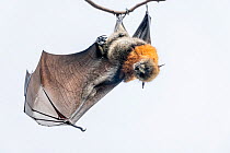 Portrait of Grey-headed flying-fox bat (Pteropus poliocephalus) hanging from branch with wing extended, Yarra Bend Park, Victoria, Australia.