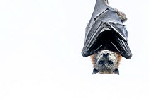 High-key portrait of Grey-headed flying-fox bat (Pteropus poliocephalus) hanging upside down, Yarra Bend Park, Victoria, Australia.