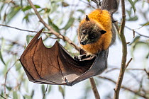 Grey-headed flying-fox bat (Pteropus poliocephalus) hanging from branch looking down with wing extended, Yarra Bend Park, Victoria, Australia.  Cropped.