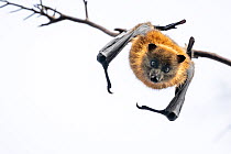 Grey-headed flying-fox bat (Pteropus poliocephalus) hanging upside down from branch, looking down, Yarra Bend Park, Victoria, Australia.  Cropped.