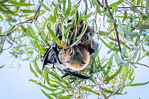 Pair of Grey-headed flying-fox bats (Pteropus poliocephalus) mating, Yarra Bend Park, Victoria, Australia.