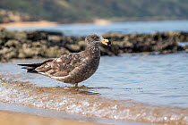 Pacific Gull (Larus pacificus), juvenile, on edge of shore line, Victoria, Australia.