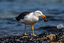 Pacific gull (Larus pacificus) holding sea urchin (Echinoidea) in its beak on edge of shore line, Victoria, Australia.