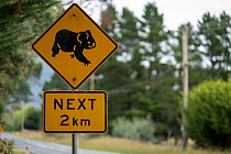 Road warning  sign signalling Koalas (Phascolarctos cinereus) in vicinity?, Mount Macedon, Victoria, Australia.