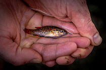Yarra pygmy perch (Nannoperca obscura) held in palm of researcher's hand - having just been collected - before being measured, weighed, DNA tissue samples taken and released, Victoria, Australia.