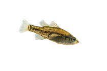 Studioshot portrait of Yarra pygmy perch (Nannoperca obscura) in water. Taken under controlled conditions. In temporary captivity in tank, collected by researchers in field, Victoria, Australia. Crop...