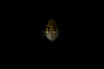 Studioshot portrait of Yarra pygmy perch (Nannoperca obscura) in water. Taken under controlled conditions. In temporary captivity in tank, collected by researchers in field, Victoria, Australia. Crop...
