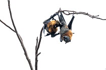 Grey-headed flying-fox bat (Pteropus poliocephalus), male licking female's genitals, Yarra Bend Park, Victoria, Australia.  Cropped.