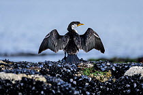 Little pied cormorant (Microcarbo melanoleucos), wings stretched to dry or warm wings in sun, standing on intertidal rocks covered with Intertidal tubeworms (Galeolaria caespitosa) and molluscs, Victo...
