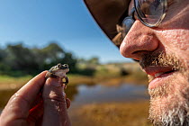 Tom Hunt, Wild Deserts' field ecologist, holding and examining 'metamorph', young frog that recently lost its tadpole tail, of Water holding frog (Cyclorana platycephala) collected from pool of w...