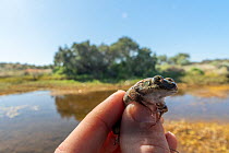 Field ecologist holding and examining 'metamorph', young frog that recently lost its tadpole tail, of Water holding frog (Cyclorana platycephala) collected from pool of water formed after exceptional...