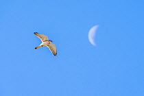 Nankeen kestrel (Falco cenchroides) hovering and looking down, with cresent moon in background, Victoria, Australia.