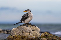 Little pied cormorant (Microcarbo melanoleucos) perched on intertidal rocks covered with Intertidal tubeworms (Galeolaria caespitosa) and molluscs, Victoria, Australia.