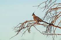 Crested pigeon (Ocyphaps lophotes) perched on tree branch, William Creek, South Australia, Australia.? ??Cropped.