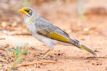 Yellow-throated miner (Manorina flavigula), alert, on ground, ??William Creek, South Australia, Australia?.  Cropped