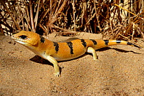 Peters' Banded Skink (Scincopus fasciatus, from Libya and Sudan to Mauritania and Morocco. Controlled conditions.