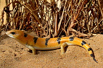 Peters' Banded Skink (Scincopus fasciatus), from Libya and Sudan to Mauritania and Morocco. Controledl conditions.