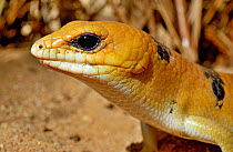 Peters' banded skink (Scincopus fasciatus), close up, from Libya and Sudan to Mauritania and Morocco. Controlled conditions.