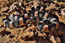 Western long-nosed snake (Rhinocheilus lecontei) coiled up, California, USA.