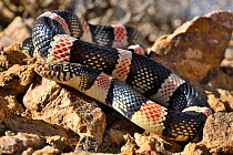 Western long-nosed snake (Rhinocheilus lecontei) slithering across rocks, California, USA.