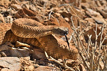 Panamint Rattlesnake (Crotalus stephensi) moving, tongue flicking, Sierra Nevada, California/Nevada, USA.