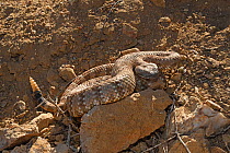 Panamint rattlesnake (Crotalus stephensi) lying in wait, sunning. Sierra Nevada, California/Nevada, USA.