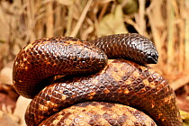 Calabar ground python snake (Calabaria reinhardtii)  uses tail to distract predator from its head - they look similar. Togo. Controlled conditions