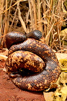 Calabar ground python snake (Calabaria reinhardtii)  uses tail to distract predator from its head - they look similar. Togo. Controlled conditions