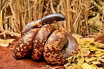 Calabar ground python snake (Calabaria reinhardtii) in defensive position, head concealed,  uses tail to distract predator from its head. Togo. Controlled conditions