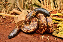 Calabar ground python snake (Calabaria reinhardtii) uses tail to distract predator from its head. Togo. Controlled conditions