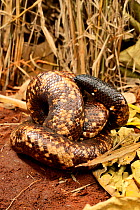 Calabar ground python snake (Calabaria reinhardtii) in defensive position, head concealed;  uses tail to distract predator from its head. Togo. Controlled conditions