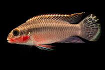 Nigerian red kribensis cichlid (Pelvicachromis taeniatus) portrait, Josh'sFrogs. Captive, occurs in West and Central Africa.