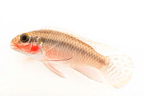 Nigerian red kribensis cichlid (Pelvicachromis taeniatus) portrait, Josh'sFrogs. Captive, occurs in West and Central Africa.