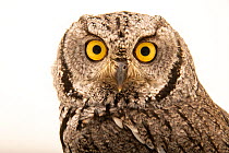Western screech owl (Megascops kennicottii bendirei) head portrait, Wildlife Rehabilitation Center Northern Utah. Captive, occurs in North America and Mexico.