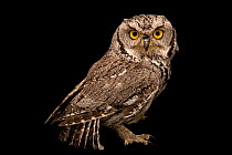 Western screech owl (Megascops kennicottii bendirei) portrait, Wildlife Rehabilitation Center Northern Utah. Captive, occurs in North America and Mexico.