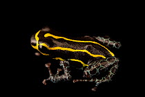 Mimic poison frog (Ranitomeya imitator) 'Baja Huallaga' morph, portrait, Josh's Frogs. Captive, occurs in Peru.