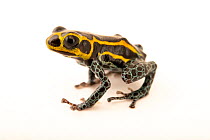 Mimic poison frog (Ranitomeya imitator) 'Yurimaguas' morph, portrait, Josh's Frogs. Captive, occurs in Peru.