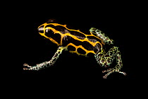 Mimic poison frog (Ranitomeya imitator) 'Yumbatos' morph, portrait, Josh's Frogs. Captive, occurs in Peru.