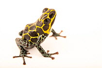 Mimic poison frog (Ranitomeya imitator) 'Tarapoto' / Pepper Line morph, portrait, Josh's Frogs. Captive, occurs in Peru.