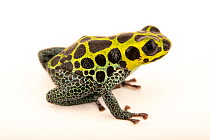 Mimic poison frog (Ranitomeya imitator) 'Green imitator' morph, portrait, Josh's Frogs. Captive, occurs in Peru.