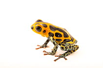 Mimic poison frog (Ranitomeya imitator) 'Chazuta' morph, portrait, Josh's Frogs. Captive, occurs in Peru.