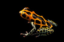 Mimic poison frog (Ranitomeya imitator) 'Chazuta' morph, portrait, Josh's Frogs. Captive, occurs in Peru.