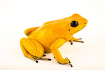 Golden poison dart frog (Phyllobates terribilis) 'Orange' morph, portrait, Josh's Frogs. Captive, occurs in Colombia. Endangered.