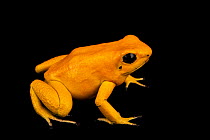 Golden poison dart frog (Phyllobates terribilis) 'Orange' morph, portrait, Josh's Frogs. Captive, occurs in Colombia. Endangered.