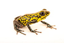 Strawberry poison frog (Oophaga pumilio) 'Rambala' morph, portrait, Josh's Frogs. Captive, occurs in Central America.